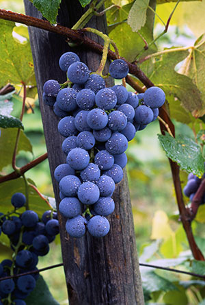 grapes-web