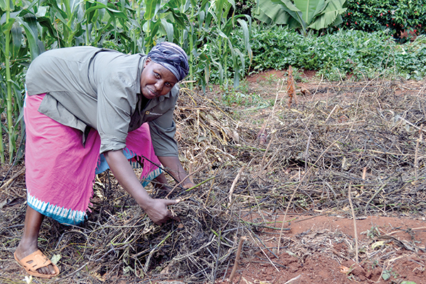 Small scale Kenyan farmer, Jane Manjiku, demonstrates applying mulch to help maintain soil moisture.